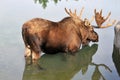 The moose Royalty Free Stock Photo