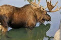 The moose Royalty Free Stock Photo