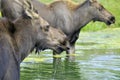 The moose Royalty Free Stock Photo