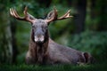 Moose, North America, or Eurasian elk, Eurasia, Alces alces in the dark forest during rainy day. Beautiful animal in the nature ha Royalty Free Stock Photo