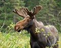 Moose in northern Ontario