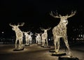 Moose parade in Berzelii park