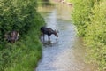 Moose by a River in Grand Teton National Park Royalty Free Stock Photo