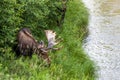 Moose by a River in Grand Teton National Park Royalty Free Stock Photo