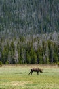 Moose in Rocky Mountain National Park