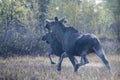 Moose running away through the swamp Royalty Free Stock Photo