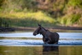 The Moose running in the water Royalty Free Stock Photo
