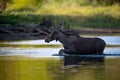 The Moose running in the water Royalty Free Stock Photo