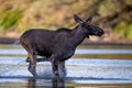 The Moose running in the water Royalty Free Stock Photo