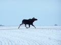 Moose running in winter Royalty Free Stock Photo