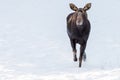 Moose running Royalty Free Stock Photo