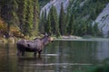 Moose searching for food in the lake