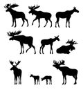 Moose set. Elk adult males and females. Moose cubs. Silhouette picture. Animals in wild. Isolated on white background Royalty Free Stock Photo