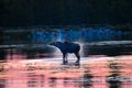 Moose shaking by the lake at Rocky Mountain National Park in Colorado during sunrise Royalty Free Stock Photo