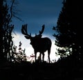 Moose Silhouette Royalty Free Stock Photo