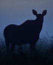 Moose silhouette at night Royalty Free Stock Photo