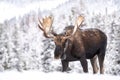 Moose in Snow in Jasper Canada Royalty Free Stock Photo