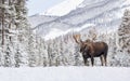 Moose in Snow in Jasper Canada Royalty Free Stock Photo