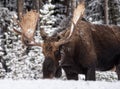 Moose in Snow in Jasper Canada Royalty Free Stock Photo