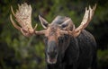 Moose in Snow in Jasper Canada Royalty Free Stock Photo