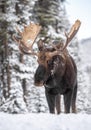 Moose in Snow in Jasper Canada Royalty Free Stock Photo