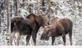 Moose in Snow in Jasper Canada Royalty Free Stock Photo