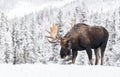 Moose in Snow in Jasper Canada Royalty Free Stock Photo