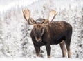 Moose in Snow in Jasper Canada Royalty Free Stock Photo