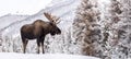 Moose in Snow in Jasper Canada Royalty Free Stock Photo