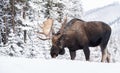 Moose in Snow in Jasper Canada Royalty Free Stock Photo