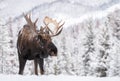 Moose in Snow in Jasper Canada Royalty Free Stock Photo