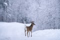 Winter Moose Manitoba Royalty Free Stock Photo