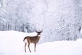 Winter Moose Manitoba Royalty Free Stock Photo