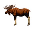 Moose from a splash of watercolor, colored drawing, realistic Royalty Free Stock Photo