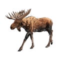 Moose from a splash of watercolor, colored drawing, realistic Royalty Free Stock Photo