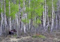 Moose standing in aspen trees in the big horn national forest