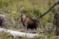 Moose standing in a deforestation area looking at the photographer Royalty Free Stock Photo