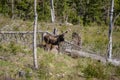 Moose standing in a deforestation area in Sweden Royalty Free Stock Photo