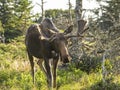 Moose Standing in a Field Royalty Free Stock Photo