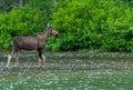 Moose Stands At Attention In Lake