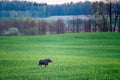 Moose at sunrise, raps field in spring Royalty Free Stock Photo