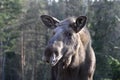 Moose in Swedish forest