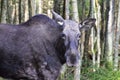 Moose in Swedish forest