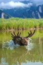 Moose swimming in lake with big horns on mountain background Royalty Free Stock Photo