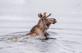 Moose swimming in a lake