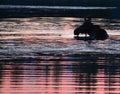 Moose swimming on the lake at Rocky Mountain National Park. in Colorado during sunrise