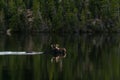 Moose Swimming in Rocky Mountain National Park Royalty Free Stock Photo