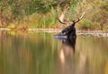 Moose swimming in the water with antlers on its head