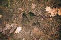 Moose Track, Footprint Step On Ground