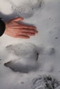 Moose track and hand